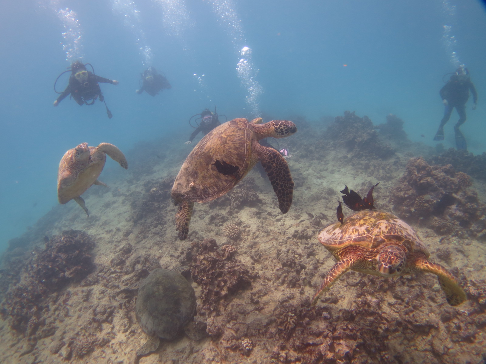 降り注ぐ 程の海亀達 ハワイでダイビング ハワイで体験ダイビング ノースショア